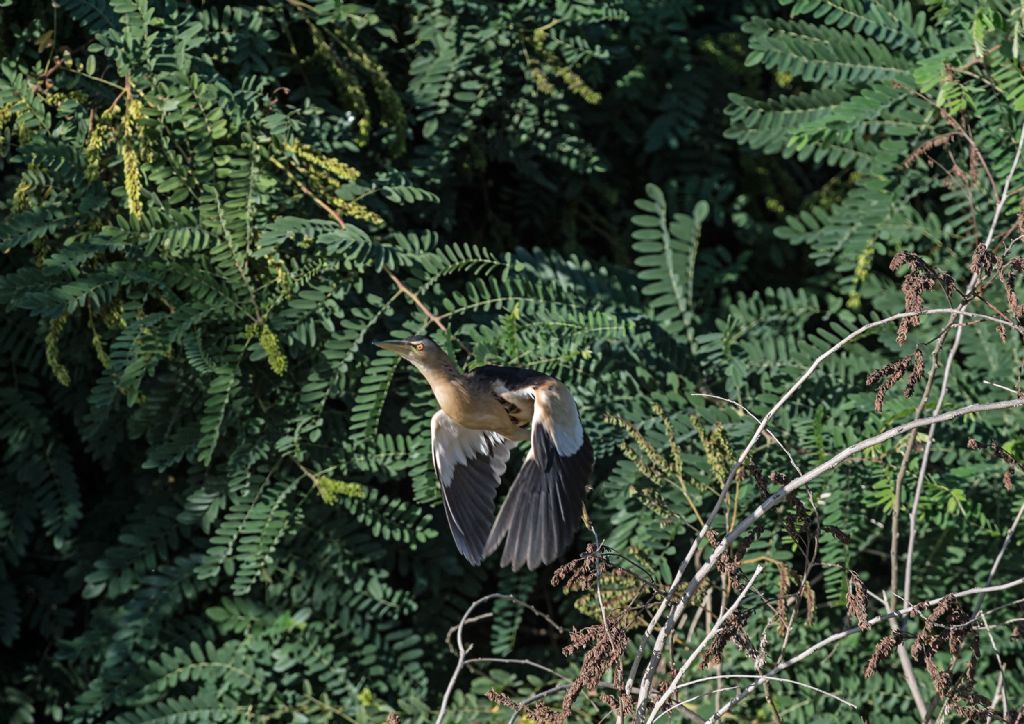 Osservazioni 2017, %: Tarabusino (Ixobrychus minutus)